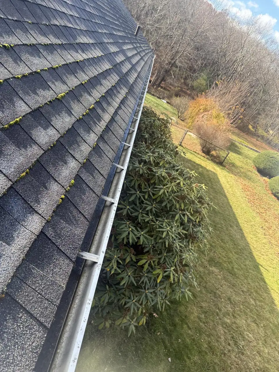Gutters cleared above a rhododendron bed